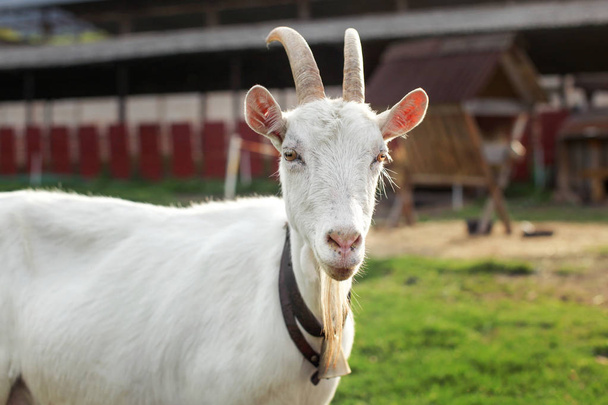Singola capra bianca con fattoria sullo sfondo
 - Foto, immagini