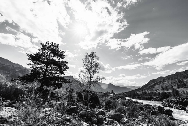 Greyscale wide-angle shot if the silhouettes of birch and cedar tree on the cliffy bank of the river in mountain settings with hills ridge in the background on a sunny summer day; Altai mountains - Fotografie, Obrázek