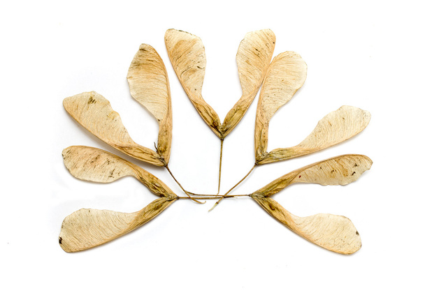 Maple tree seeds - Foto, Imagem