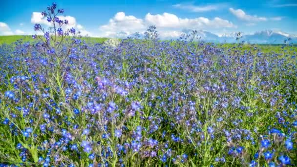 Blauwe wildflowers wiebelen tegen de achtergrond van bergen in zonnig weer in het voorjaar - Video