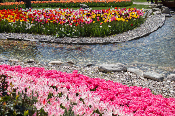 Ροζ λουλούδια τουλίπας χρώμα ανθίζουν στον κήπο - Φωτογραφία, εικόνα