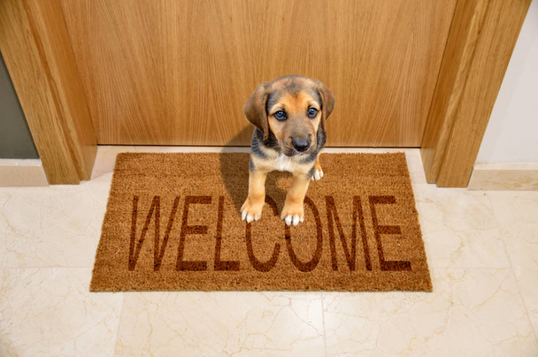 Shot of a puppy dog sitting on a welcome mat at front door - Fotó, kép