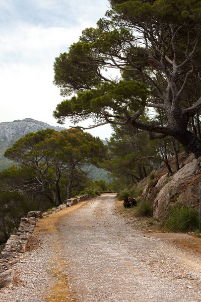 Beautiful landscape of Mallorca, Spain - Фото, зображення