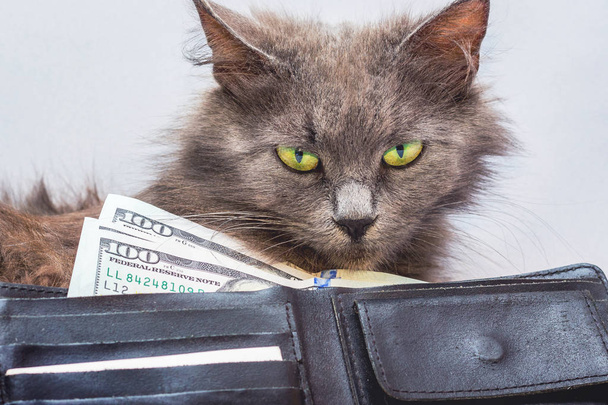 Пушистый кот с зелеными глазами ищет доллары. Зеленые глаза смотрят на зеленые баксы. Символ богатства и успеха
 - Фото, изображение