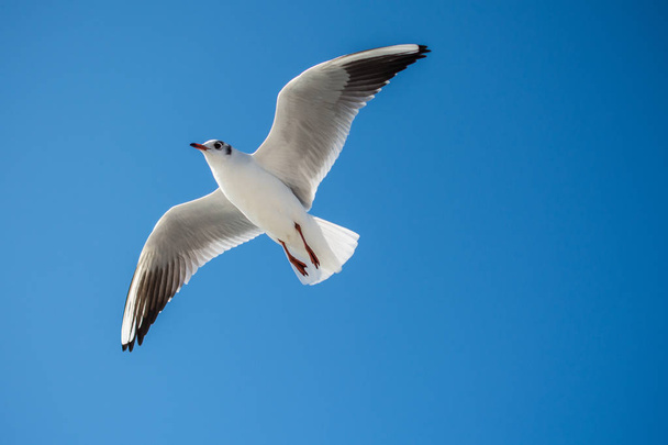 Mouette unique volant dans un fond bleu ciel - Photo, image