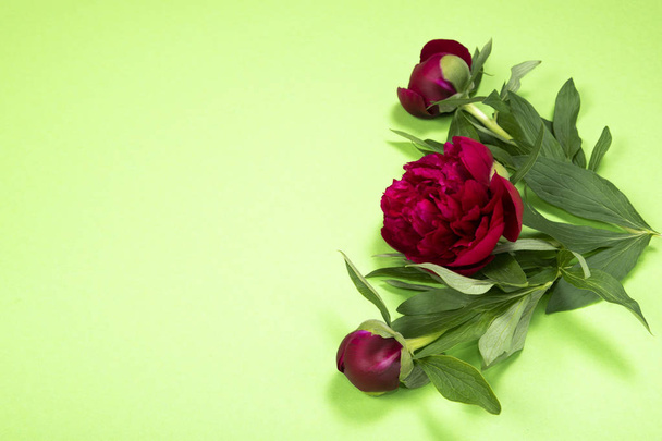 Peonies flowers on green background with copy space.  - Foto, immagini