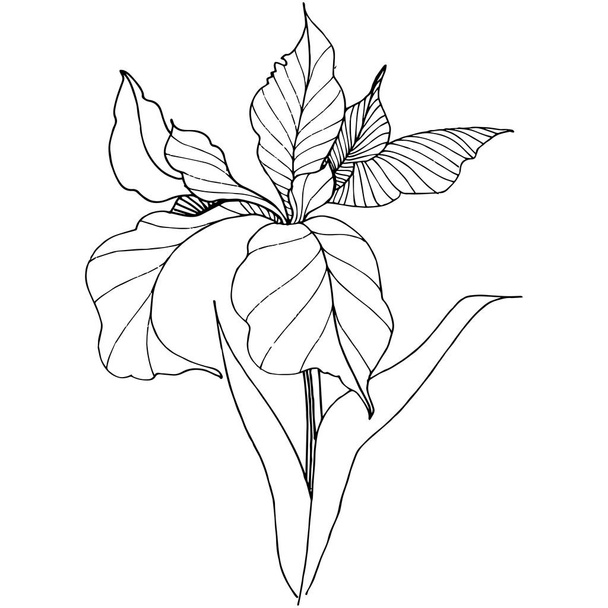 Irises in a vector style isolated. Full name of the plant: iris. Vector flower for background, texture, wrapper pattern, frame or border. - Vetor, Imagem