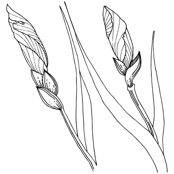 Irissen in de stijl van een vector geïsoleerd. Volledige naam van de plant: Iris. Vector bloem voor achtergrond, textuur, wrapper patroon, frame of rand. - Vector, afbeelding