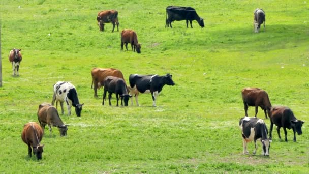 Koeien langzaam rond het veld bewegen en eten - Video