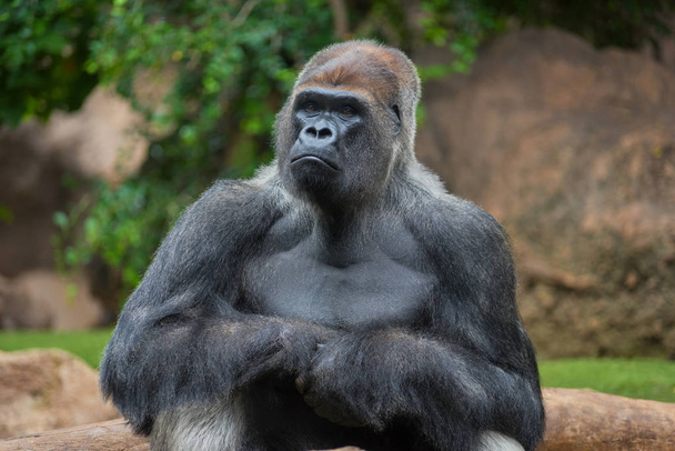 Portrait of a west lowland silverback gorilla - Photo, Image