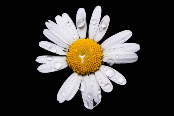 Цветок обычной маргаритки в цвету с блестящими капельками дождя на лепестках. Макро-крупный снимок после дождя летом
. - Фото, изображение