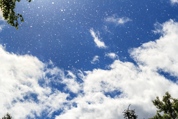 Pappelflaum fliegt vor strahlend blauem Himmel, weiße Wolken und Baumkronen im Sonnenlicht - Foto, Bild