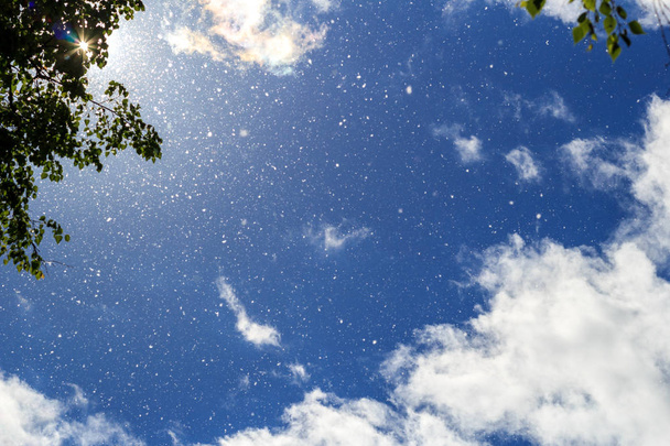 Λεύκας χνούδι που πετά κατά ένα φωτεινό μπλε ουρανό, λευκά σύννεφα και δέντρο κορώνες στο φως του ήλιου - Φωτογραφία, εικόνα