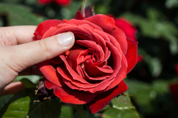 Hand holding a  colorful Rose Flower - Zdjęcie, obraz