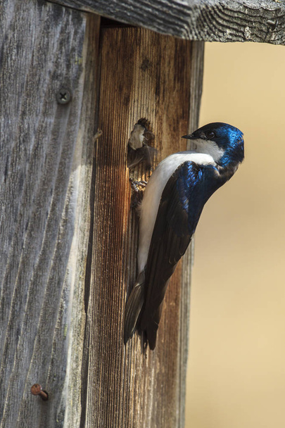 A cute little tree swallow (Tachycineta bicolor) perches on the side of a little bird house at Cougar Bay preserve in Coeur d'Alene, Idaho. - Photo, Image