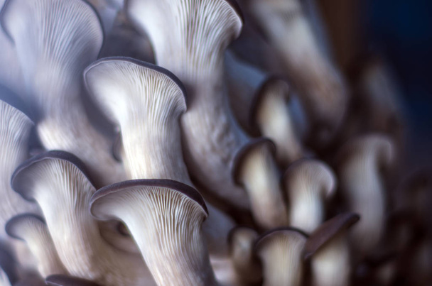 mushrooms of the forest zone - Foto, Bild
