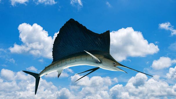 Marlin - Swordfish, Sailfish saltwater fish (Istiophorus) isolated on sky background
 - Фото, изображение