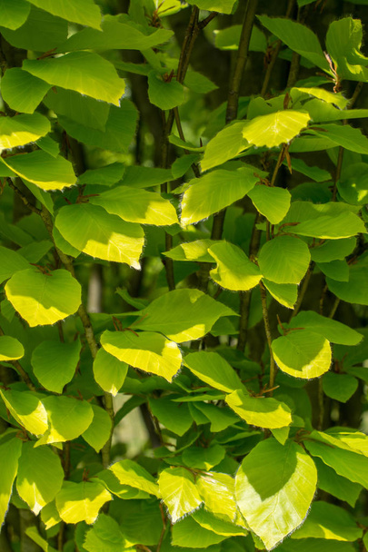 Grüne Baumblätter als Hintergrund - Foto, Bild