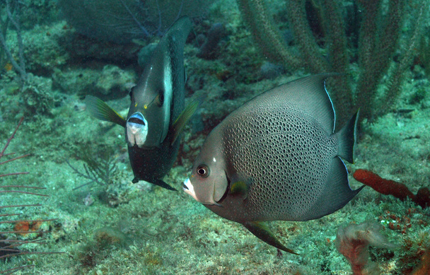 Pomacanthus arcuatus or gray angelfish - Photo, Image