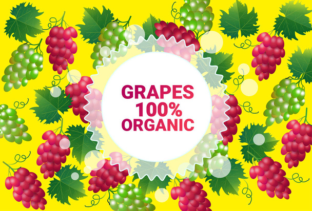grapes fruit colorful circle copy space organic over fresh fruits pattern background healthy lifestyle or diet concept vector illustration - Διάνυσμα, εικόνα