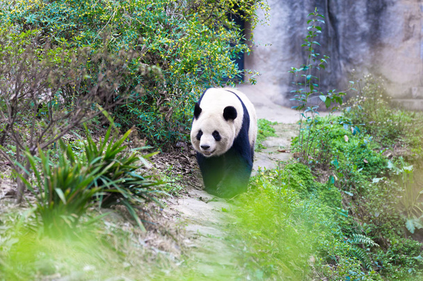 panda in Chengdu city zoo - Photo, Image