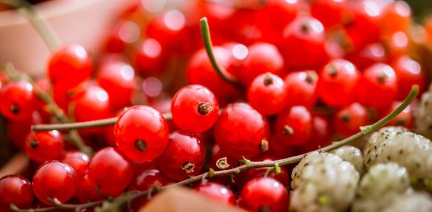 свіжа червона смородина макроскопічна концепція здорової їжі та вітамінів
 - Фото, зображення