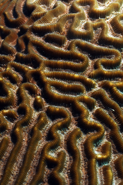 lähikuva aivojen koralli meressä
 - Valokuva, kuva