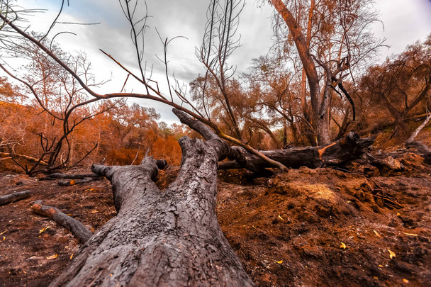 大きな樫の木を敷設を焼失 - 写真・画像