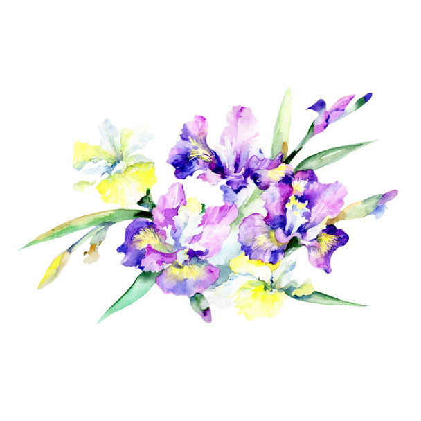 Bloom flower purple. Floral botanical flower. Wild spring leaf wildflower isolated. Aquarelle wildflower for background, texture, wrapper pattern, frame or border. - Photo, Image