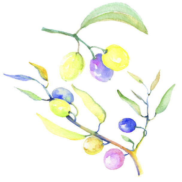 Olive branches in a watercolor style isolated. Full name of the plant: Branches of an olive tree. Aquarelle olive tree for background, texture, wrapper pattern, frame or border. - Foto, Imagem