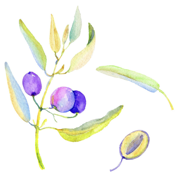 Olive branches in a watercolor style isolated. Full name of the plant: Branches of an olive tree. Aquarelle olive tree for background, texture, wrapper pattern, frame or border. - 写真・画像