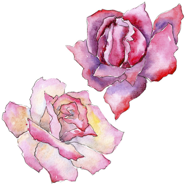 Pink rose. Virágos botanikai virág. Vad tavaszi levél vadvirág elszigetelt. A háttér textúra, burkoló minta, keret vagy határ Aquarelle vadvirág. - Fotó, kép