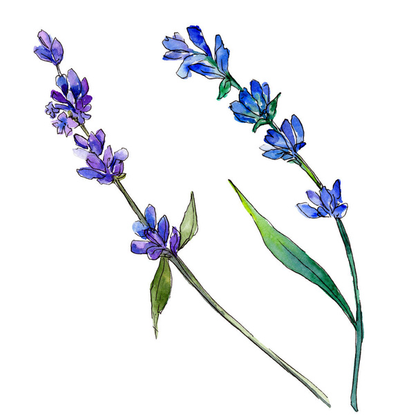 Violet lavender. Floral botanical flower. Wild spring leaf wildflower isolated. Aquarelle wildflower for background, texture, wrapper pattern, frame or border. - Fotografie, Obrázek