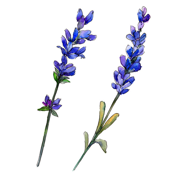 Violet lavender. Floral botanical flower. Wild spring leaf wildflower isolated. Aquarelle wildflower for background, texture, wrapper pattern, frame or border. - Foto, Imagem