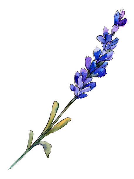 紫のラベンダー。花植物の花。野生春葉のワイルドフラワーが分離されました。背景、テクスチャ、ラッパー パターン、フレームや境界線の aquarelle ワイルドフラワー. - 写真・画像