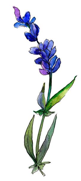 Violet lavender. Floral botanical flower. Wild spring leaf wildflower isolated. Aquarelle wildflower for background, texture, wrapper pattern, frame or border. - Fotoğraf, Görsel
