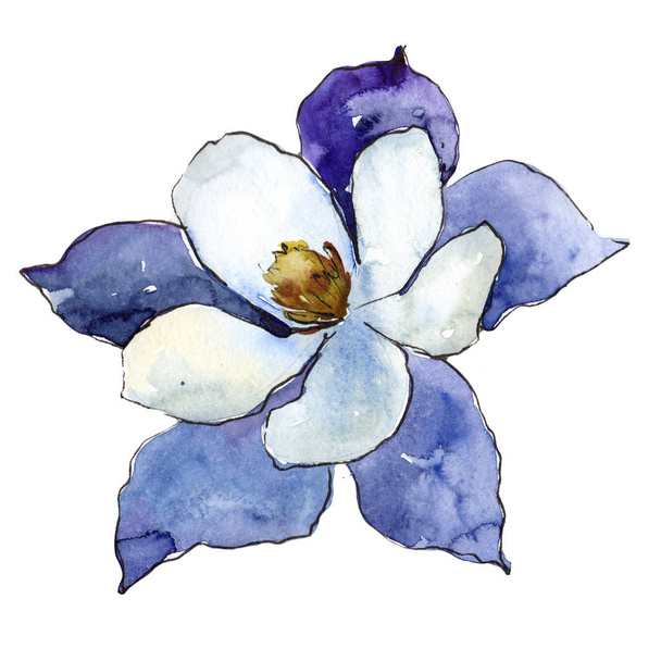Μπλε Aquilegia. Floral βοτανικό λουλούδι. Άγρια άνοιξη φύλλων wildflower απομονωμένη. Ακουαρέλα wildflower για φόντο, υφή, μοτίβο περιτύλιγμα, πλαίσιο ή στα σύνορα. - Φωτογραφία, εικόνα