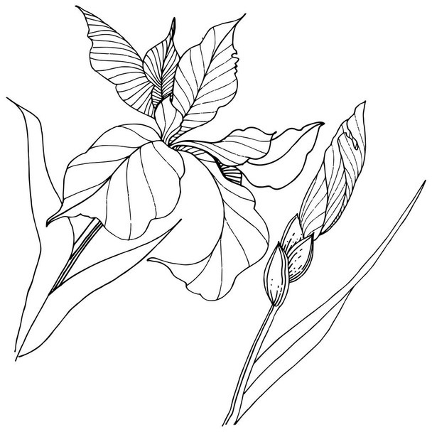 分離ベクトル スタイルでアイリス。植物の完全な名前: アイリス。背景、テクスチャ、ラッパー パターン、枠や図面枠のベクターの花. - ベクター画像