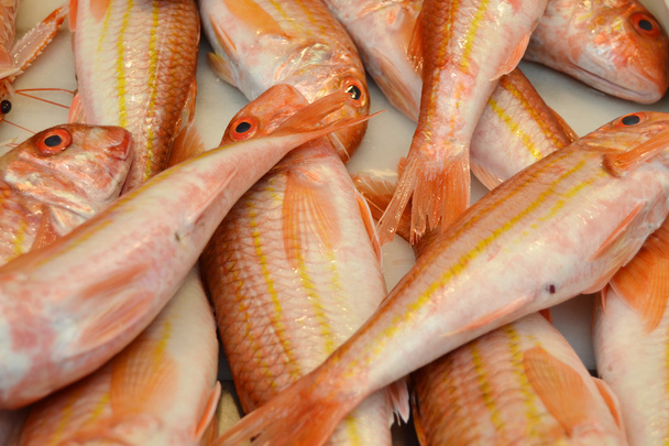 pez salmonete
 - Foto, imagen