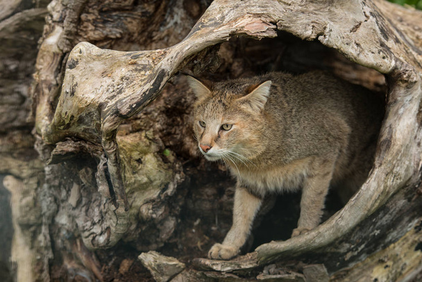 Piękny obraz dżungli kot Felis Chaus w wydrążone pnia drzewa - Zdjęcie, obraz