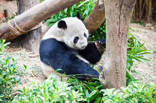 Obří panda jí zelený bambusový list - Fotografie, Obrázek