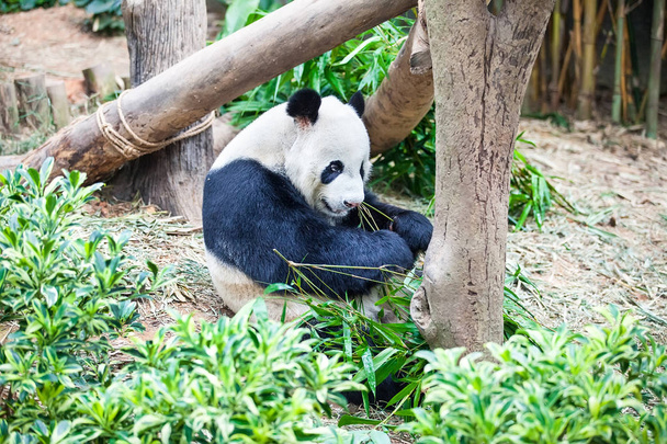 Jättipanda syö vihreitä bambunlehtiä. - Valokuva, kuva
