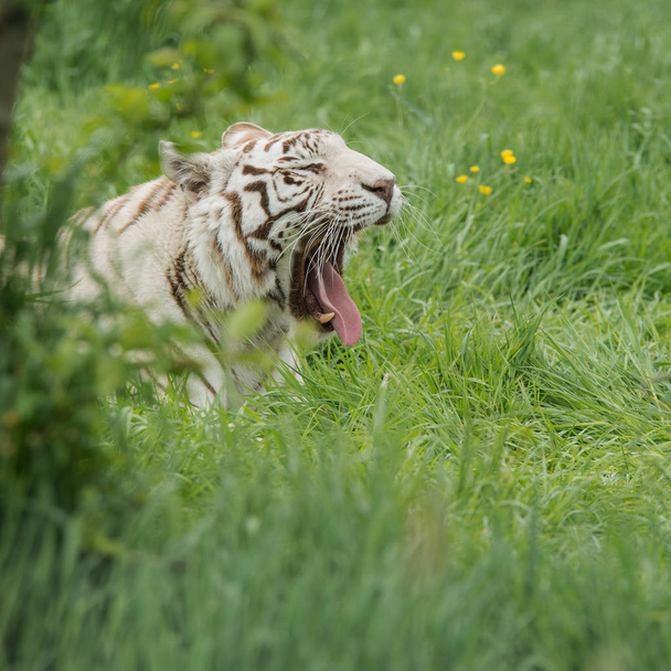 Hibrid fehér tigris Panthera Tigris vibráló táj és a lombozat lélegzetelállító portré kép - Fotó, kép