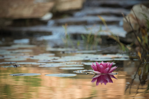 Water lily (Νούφαρο) στην επιφάνεια της λίμνης κήπων. Επιλεκτική εστίαση. Ήπια. - Φωτογραφία, εικόνα