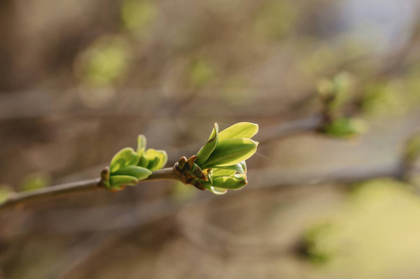 春の晴れた日に芽の緑の小さな葉を持つブランチ - 写真・画像