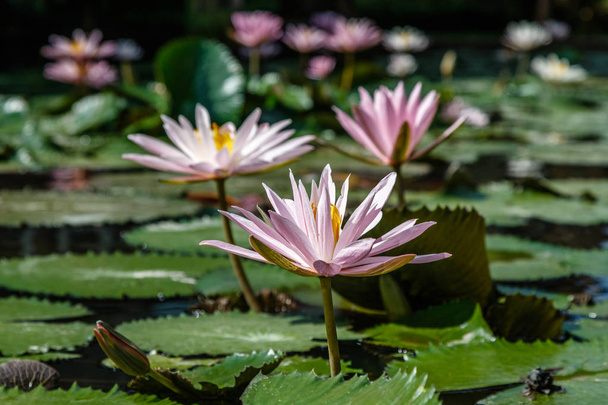 Fioritura bianca e rosa di acqua Lilly nello stagno, Bali, Indonesia.  - Foto, immagini