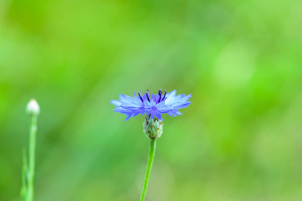 Красива блакитна кукурудзяна трава або кнопка холостяка (Centaurea cyanus) в полі (літо, весна). Макро фото квітки
. - Фото, зображення