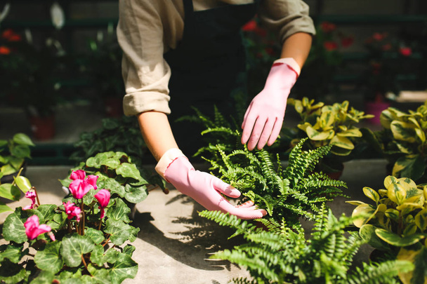 Close up woman hands in pink gloves caring about flowers and plants in greenhouse - Photo, Image