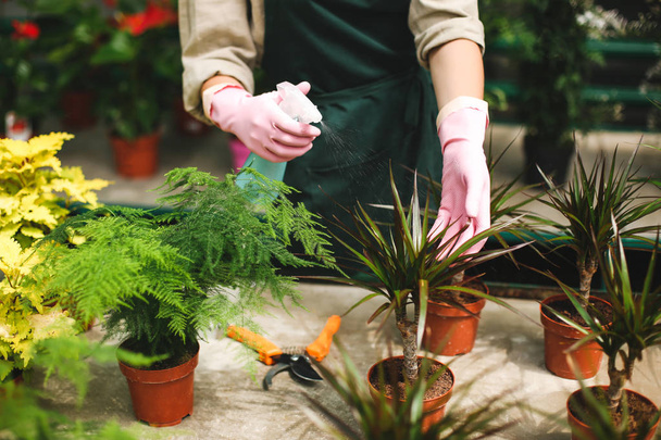 Close up photo of woman hands in pink gloves spraying flowers in pots while caring about them in greenhouse - Photo, Image