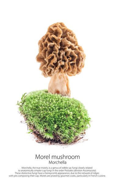 Morel sieni sammalta metsässä kohtaus, eristetty valkoisella taustalla
 - Valokuva, kuva